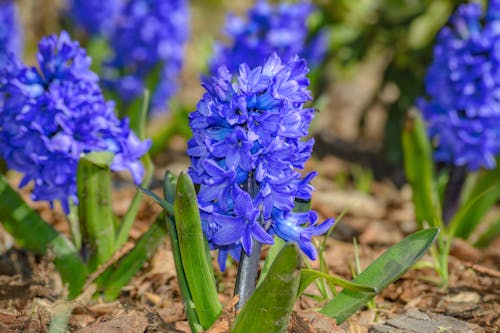 Gratis stockfoto met blauwe hyacinten, bloeien, bloeiende hyacinten