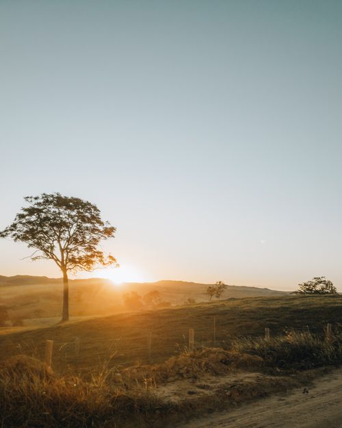 Free Captivating sunset view over expansive grassland with lone tree silhouette. Stock Photo