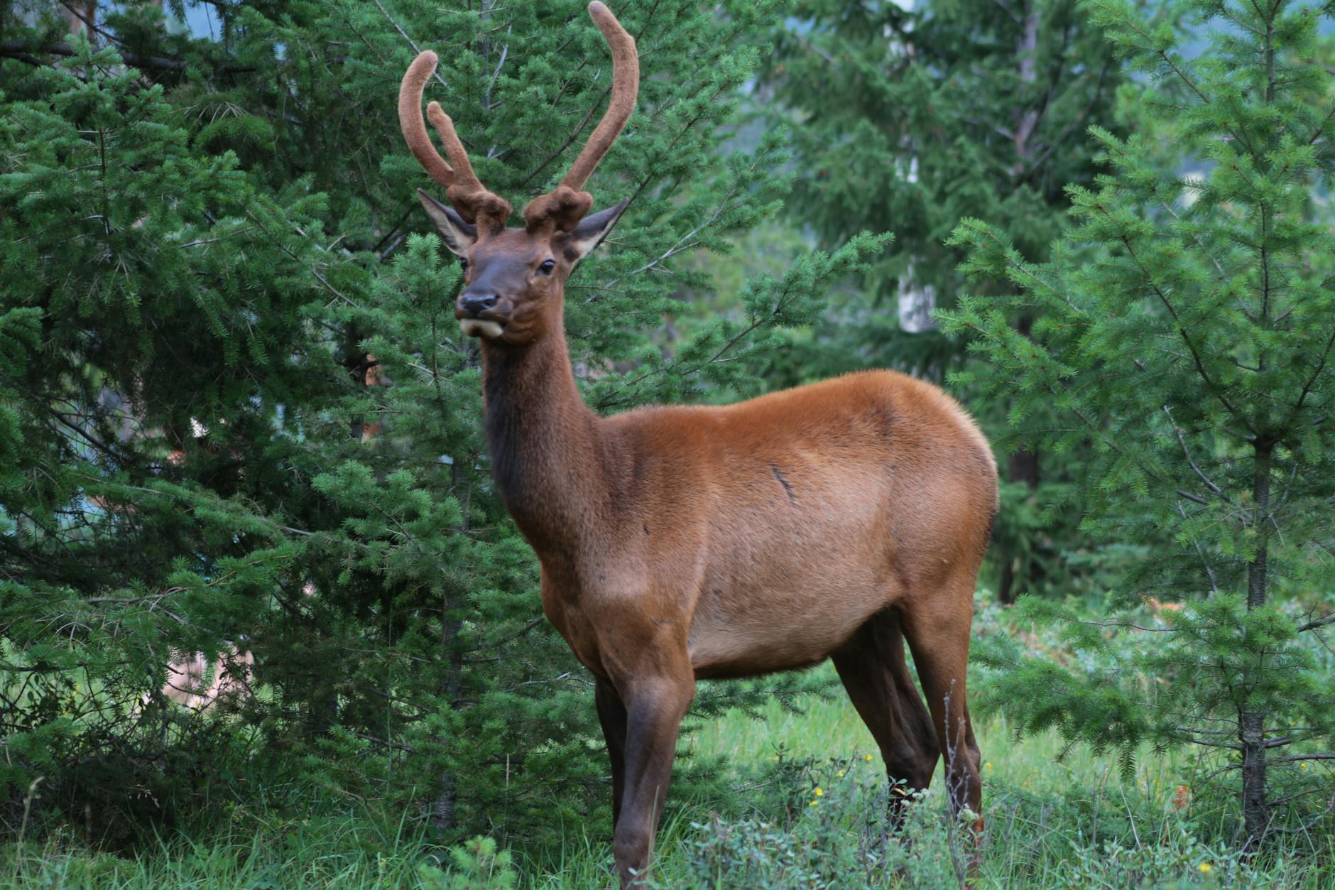 Brown Deer on Green Grass Field during Daytime · Free Stock Photo