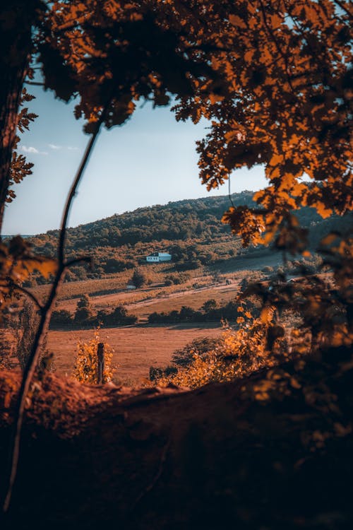 Scenic Landscape with Autumn Trees and a Hill