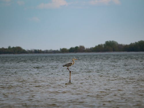 Bird Perching on the Post in the Middle of a Lake 