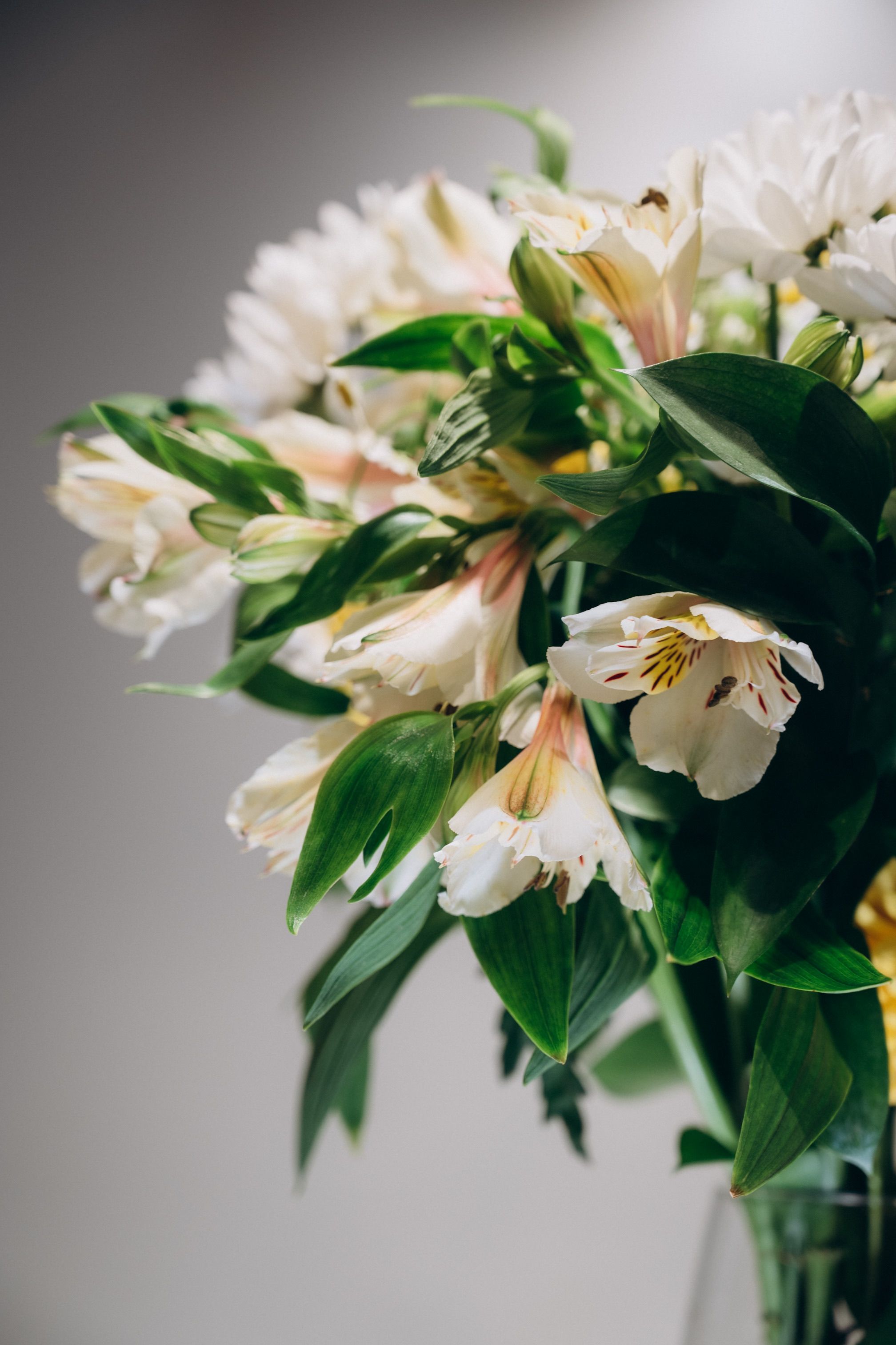[ColoSach]-close-up-of-a-lush-white-alstroemeria-flower-bouquet-with-vibrant-green-leaves-on-a-subtle-gray-backdrop.