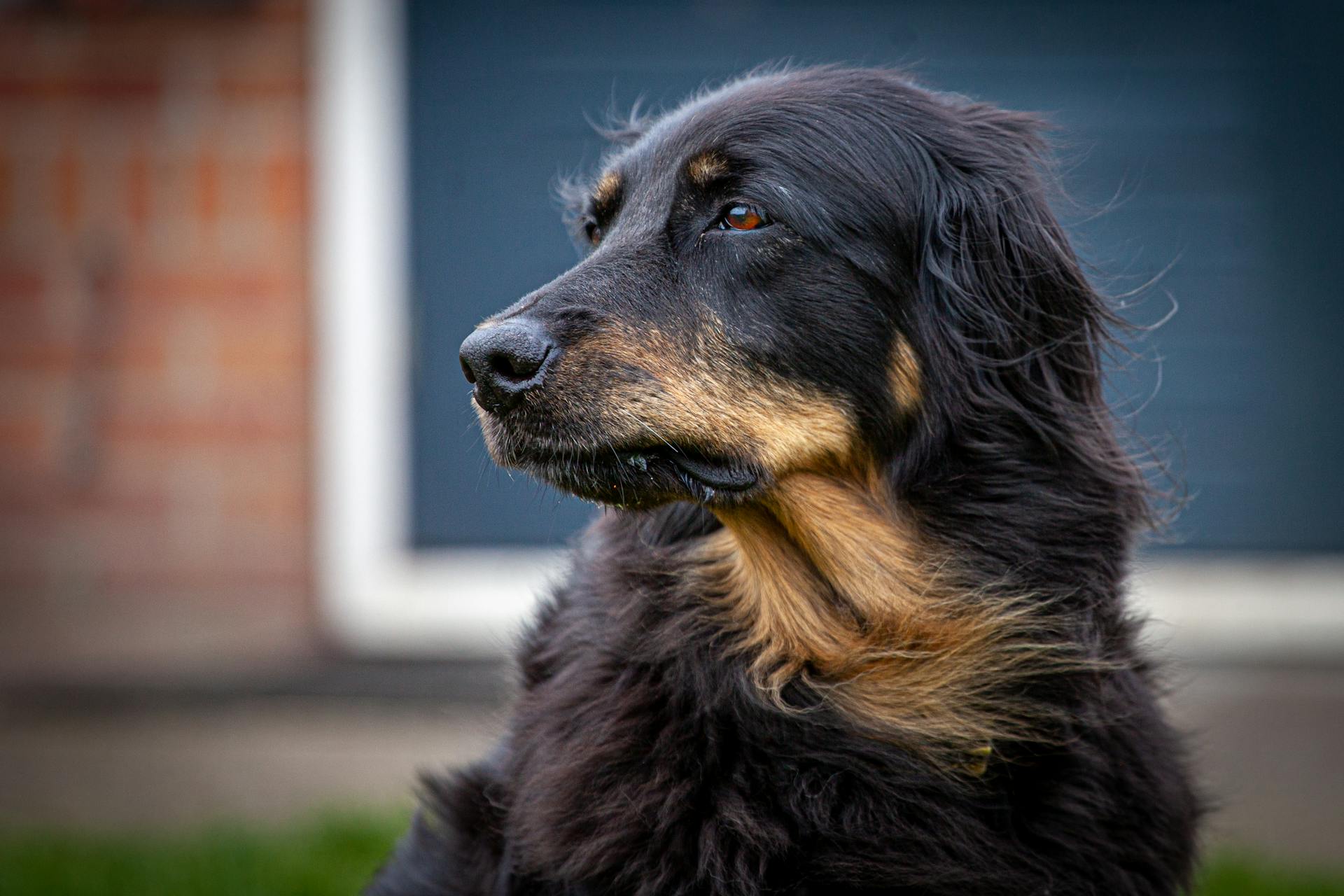 Une photo d'un chien Hovawart