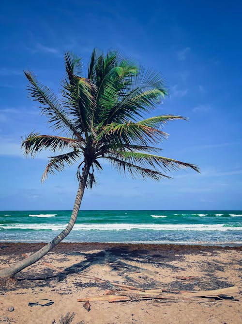 Palm Tree on Beach