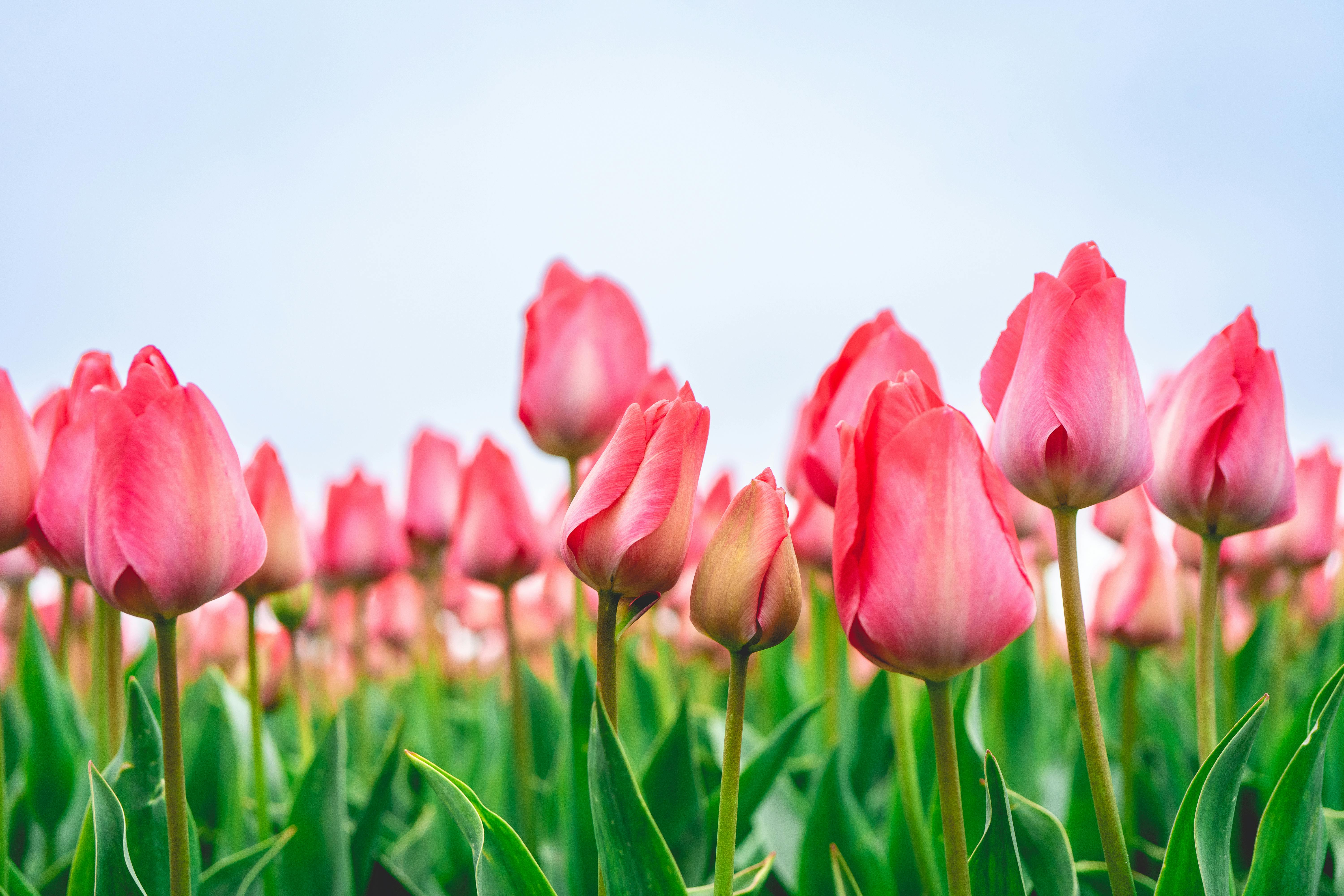 [ColoSach]-a-colorful-field-of-pink-tulips-in-full-bloom-under-a-clear-blue-sky.