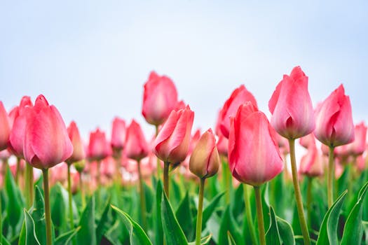 A colorful field of pink tulips in full bloom under a clear blue sky.