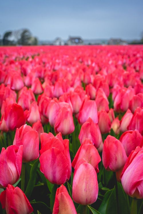 Free A vivid field of pink tulips blooming outdoors in Lisse, Netherlands, during spring. Stock Photo