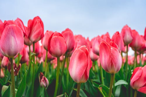 Rangées De Tulipes Roses Aux Pays Bas, Au Printemps.