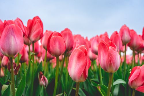 Free Bright pink tulips blooming in a vibrant field in Lisse, Netherlands during spring. Stock Photo