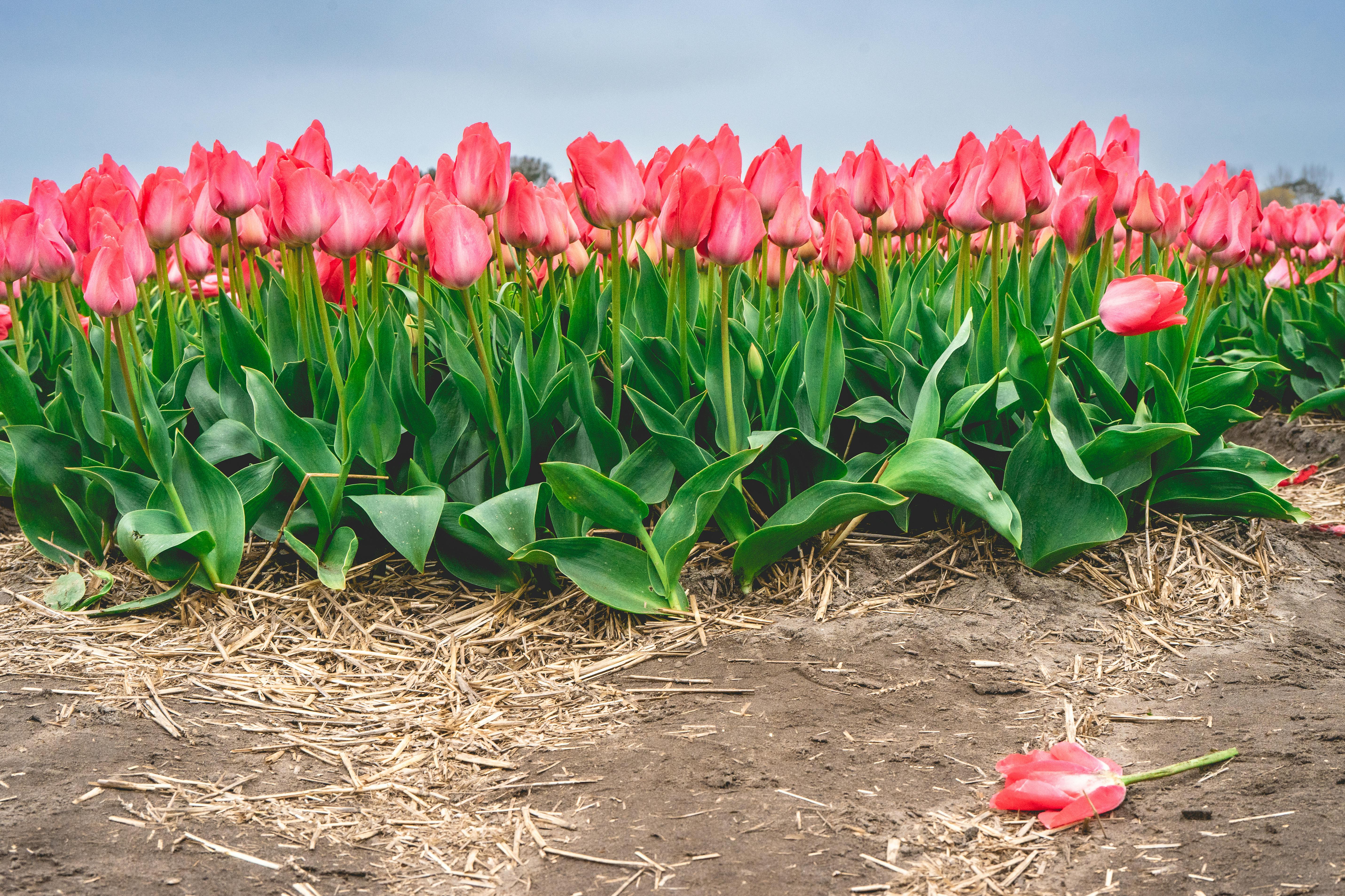 [ColoSach]-vibrant-pink-tulips-blooming-in-a-field-creating-a-colorful-spring-landscape-in-the-netherlands.
