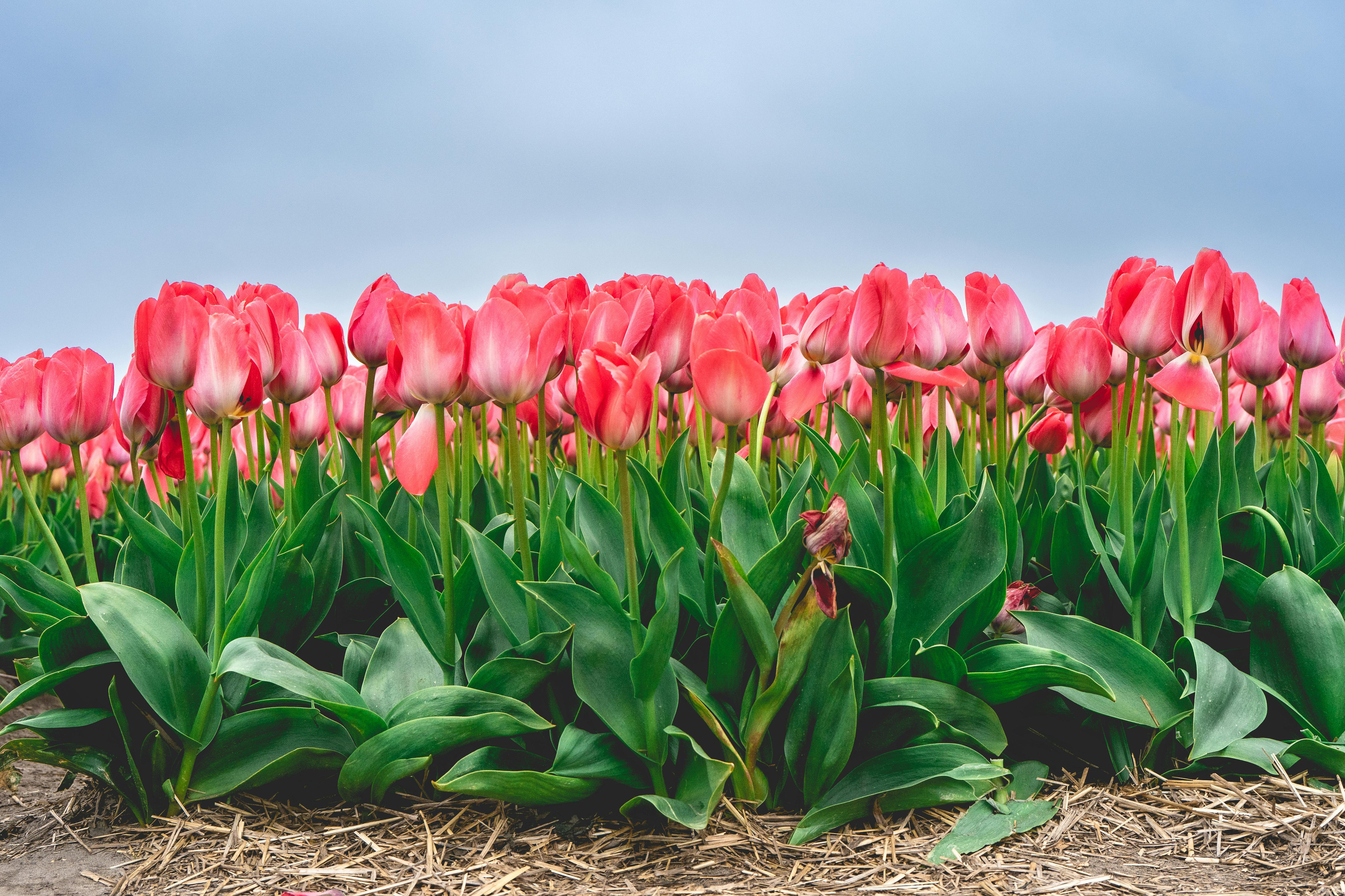 [ColoSach]-a-stunning-field-of-pink-tulips-in-full-bloom-under-a-clear-sky-in-lisse,-netherlands.