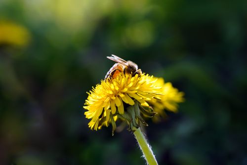 Free Close-up of a honey bee collecting nectar from a vibrant yellow dandelion in natural light. Stock Photo