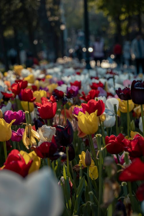 꽃, 다채로운, 셀렉티브 포커스의 무료 스톡 사진