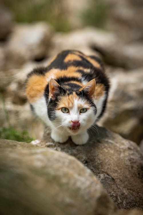Close-up Photo of a Kitten