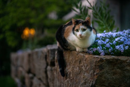 Photo of a Cute Kitten in the Garden