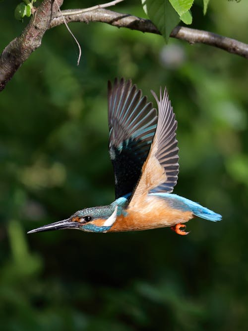 Imagine de stoc gratuită din a închide, avion, birdwatching