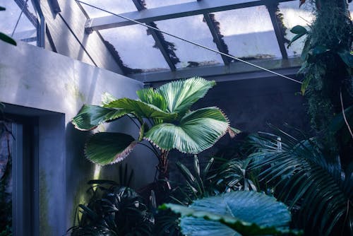 Planta De Hojas Verdes Al Lado De La Pared