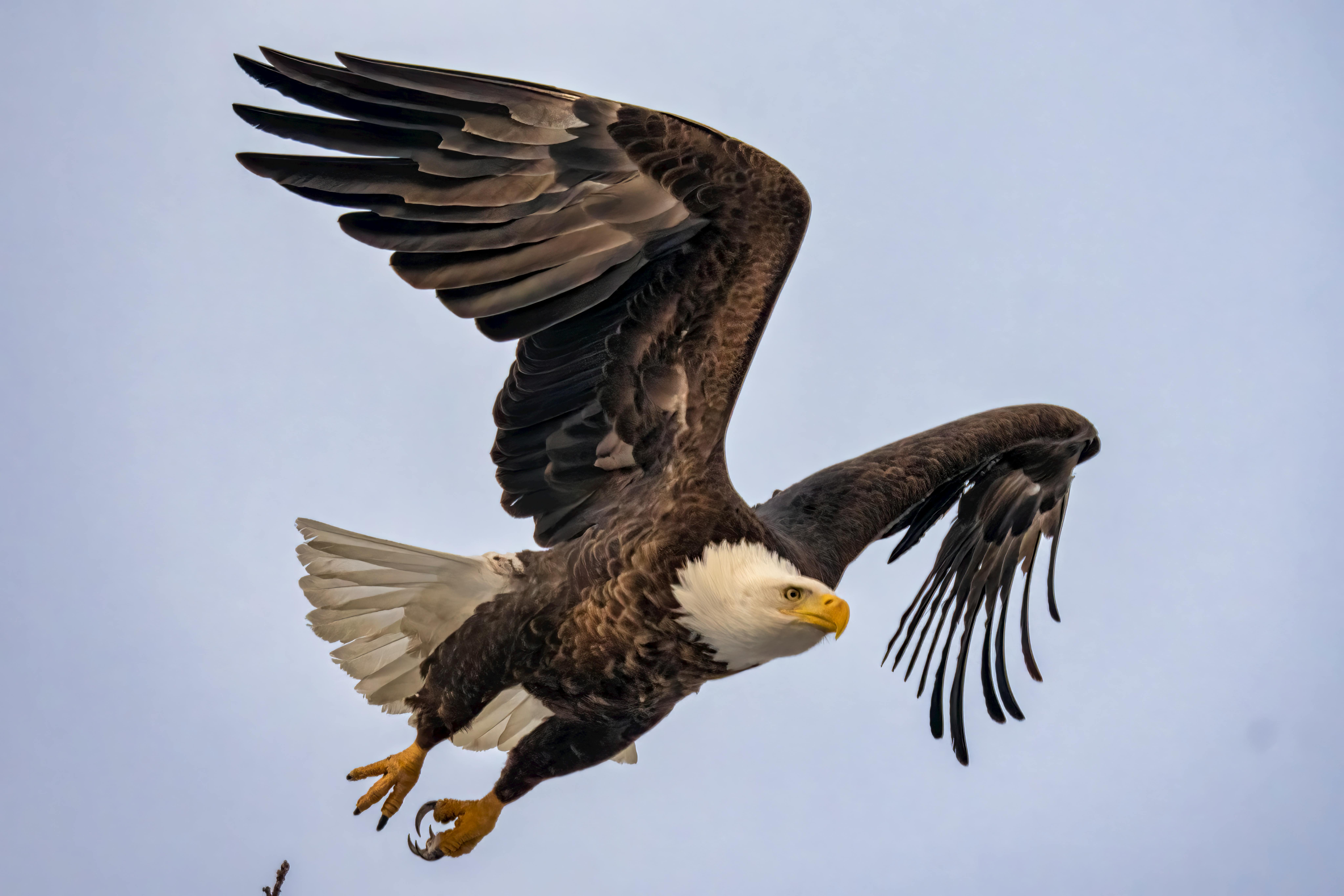 Bald Eagle Flying · Free Stock Photo