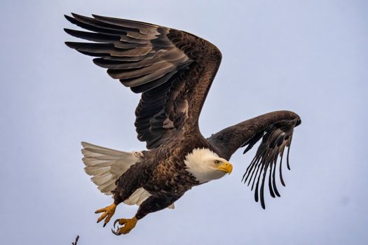 eagle photo