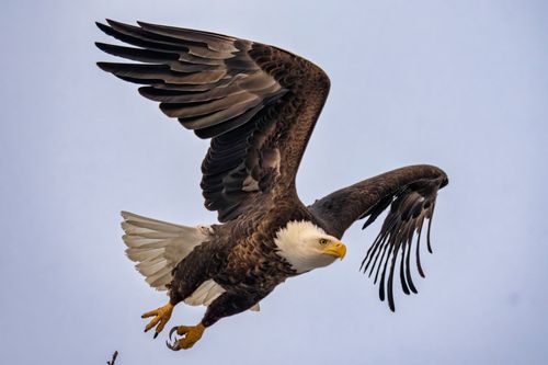 Free Close-up of a bald eagle flying gracefully, showcasing its powerful wingspan. Stock Photo