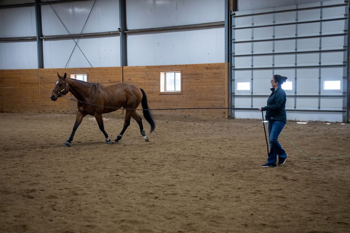 Woman with Horse in Stable · Free Stock Photo