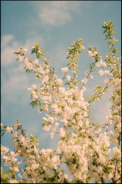 Ingyenes stockfotó fa, fehér virágok, finom témában