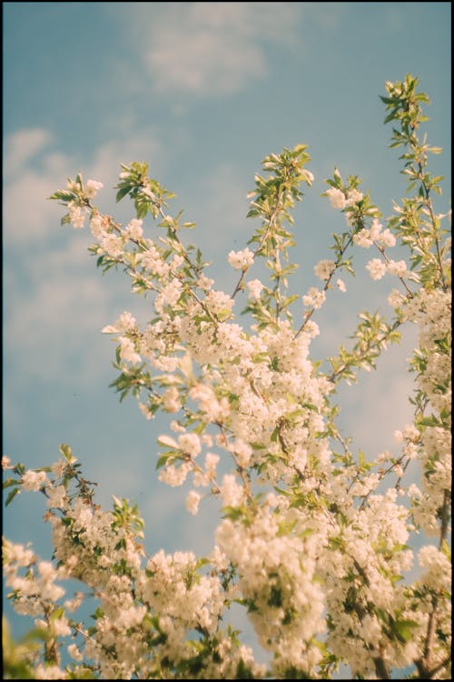 Fotos de stock gratuitas de árbol, bonito, brotes