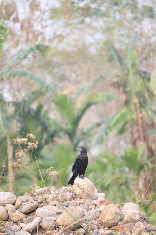 Close-up of a Bird Standing on a Rock 