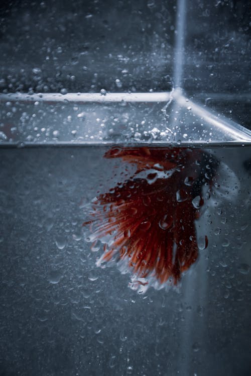 Foto d'estoc gratuïta de abstracte, betta, bettafish