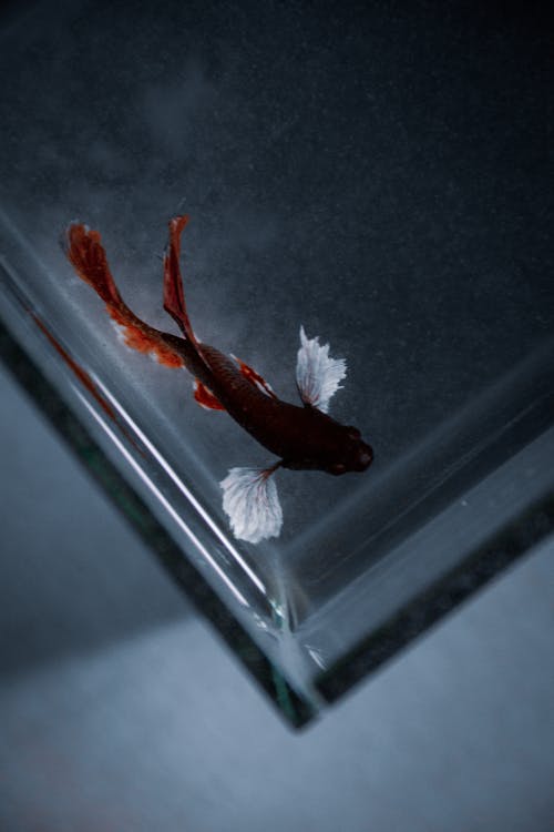 동물 사진, 붉은 물고기, 수중의 무료 스톡 사진