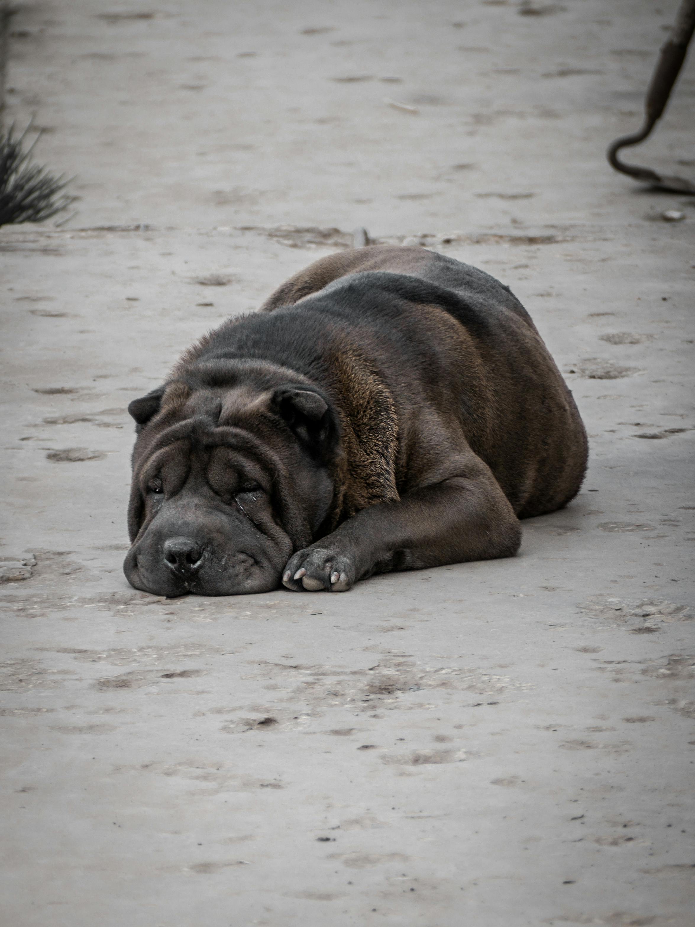 shar pei dog lying on sand
