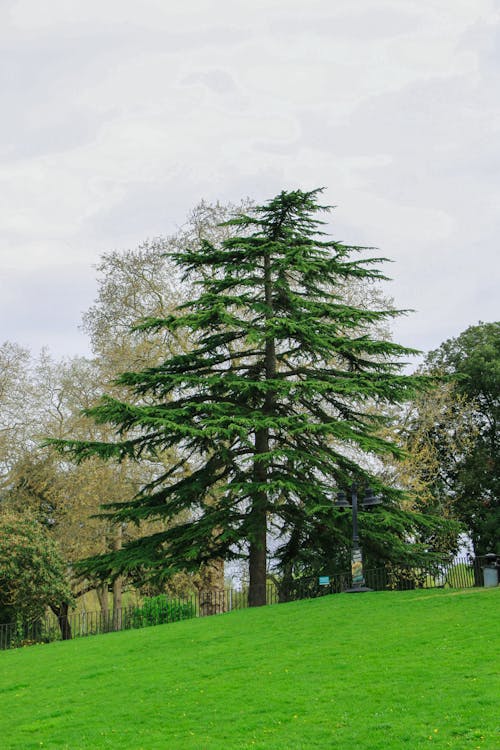 공원, 나무, 녹색의 무료 스톡 사진