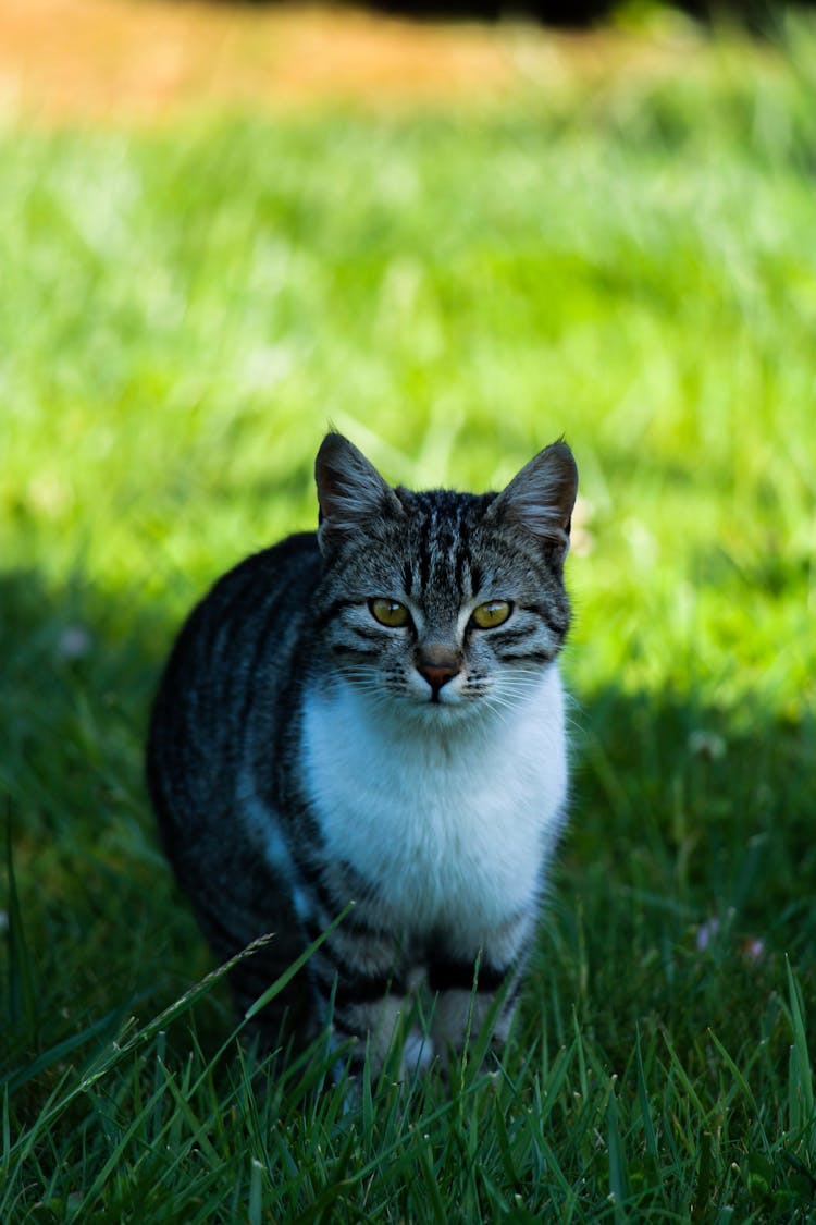 Tabby Cat Standing On Grass In Shade