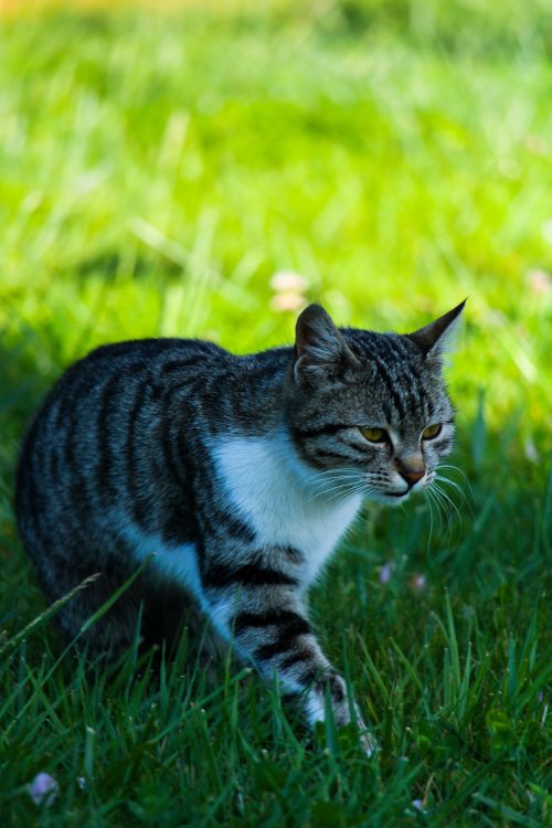 Free A cute tabby cat walking through vibrant green grass on a sunny day, showcasing natural beauty. Stock Photo