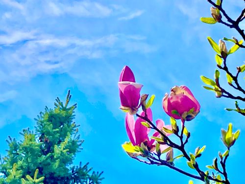 Free stock photo of nature, spring Stock Photo