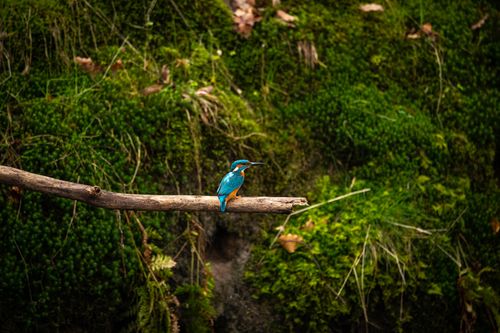Free A bright kingfisher perches on a branch against a background of lush green moss, showcasing nature's beauty. Stock Photo