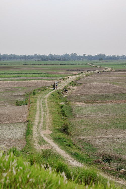 Imagine de stoc gratuită din agricultură, câmpuri, drum de pământ