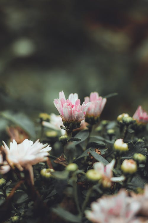 Foto profissional grátis de aumento, brotamento, flores