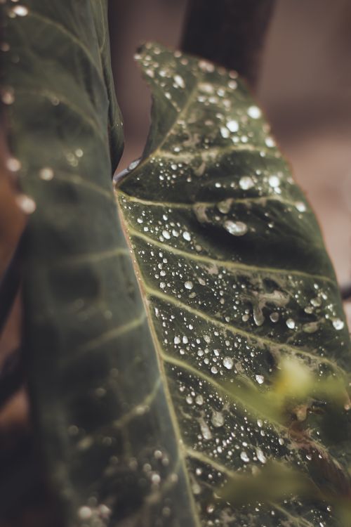 Free Close-up of a leaf with water droplets highlighting its detailed veins and fresh texture. Stock Photo