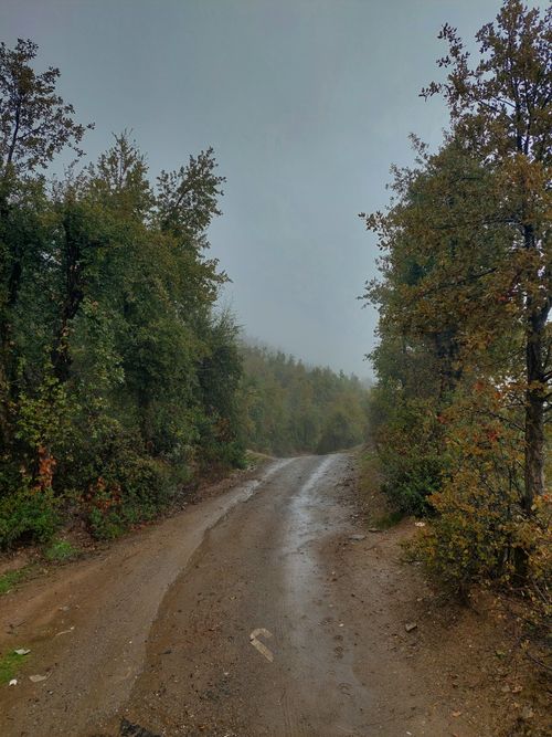 Free A scenic dirt road winding through a misty autumn forest in Issaguen, Morocco. Stock Photo
