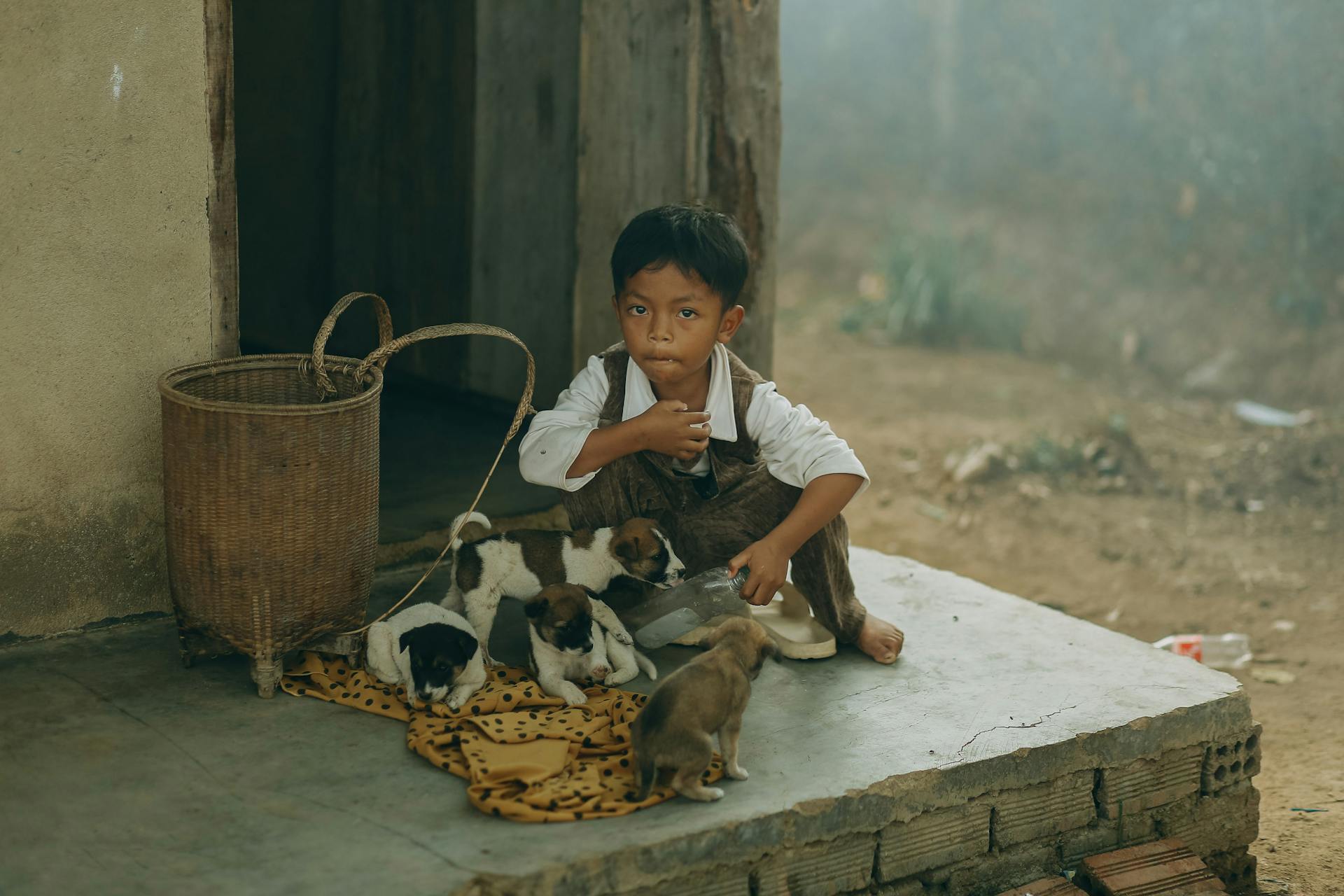 Boy with Puppies at Porch