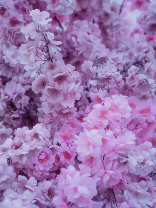 Close-up of Pink Flowers 