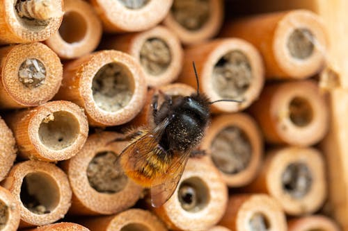 Clsoe-up of a Bee and an Insect Hotel 