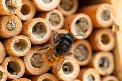 Free Macro shot of a bee resting on a natural bamboo insect hotel, showcasing wildlife habitat. Stock Photo