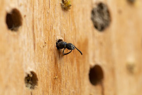 Bee in Hole in Wood
