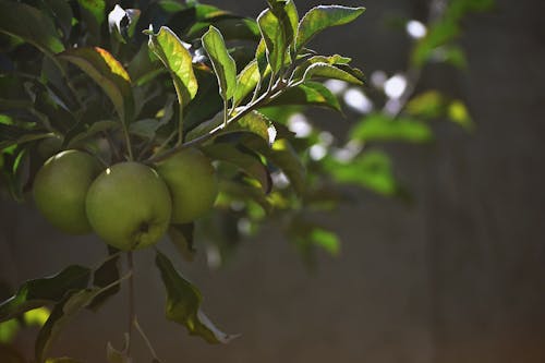 Close-Up Photo of Green Apples On Tree