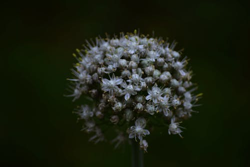 Selective Focus Photography of White Chive Flower in Bloom