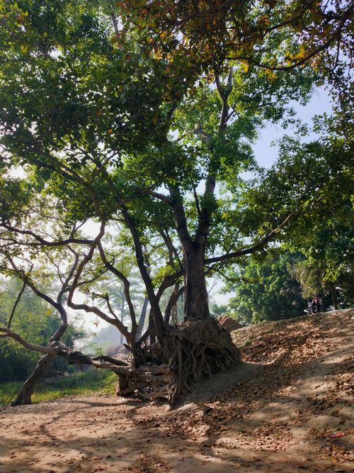 Free Lush forest scene featuring a majestic tree with twisted roots under bright sunlight. Stock Photo
