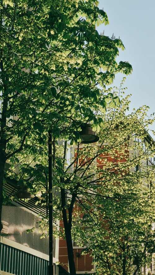 Free A scenic urban street with lush trees and modern architecture, capturing the essence of spring. Stock Photo
