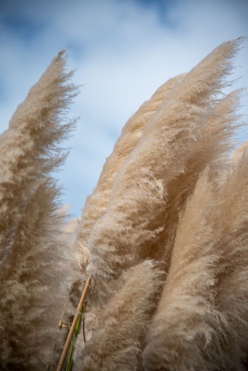 Free Beautiful close-up of fluffy pampas grass with a clear blue sky background on Waiheke Island, New Zealand. Stock Photo